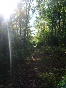 The Heart's Path The Heart's Path